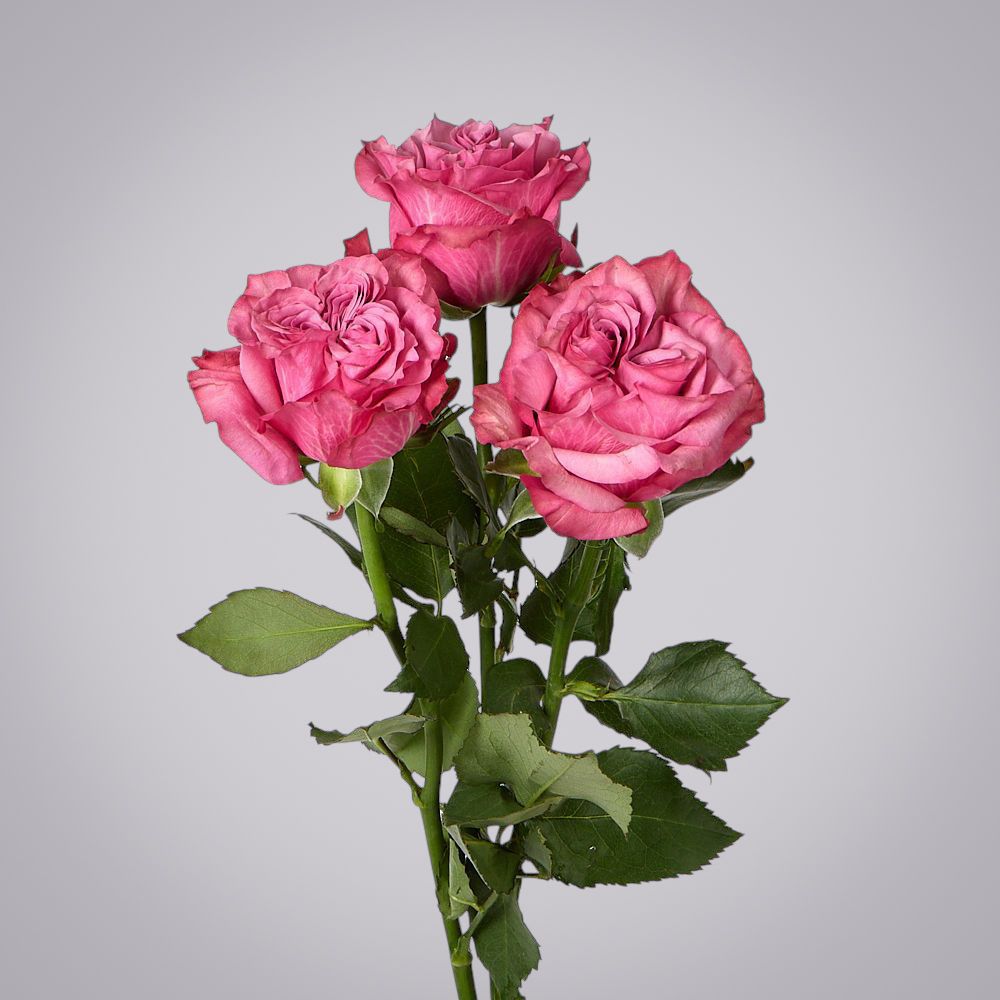 роза country blues 3ст 