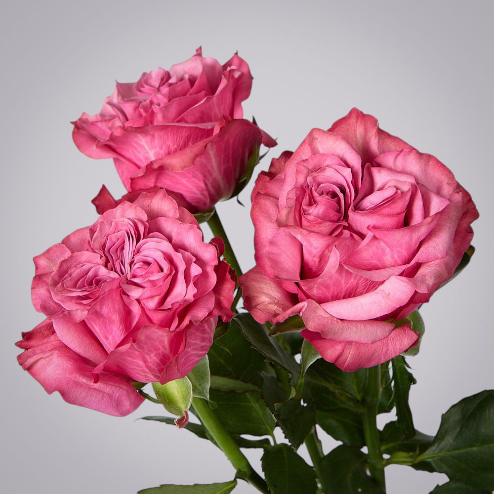 роза country blues 3ст 