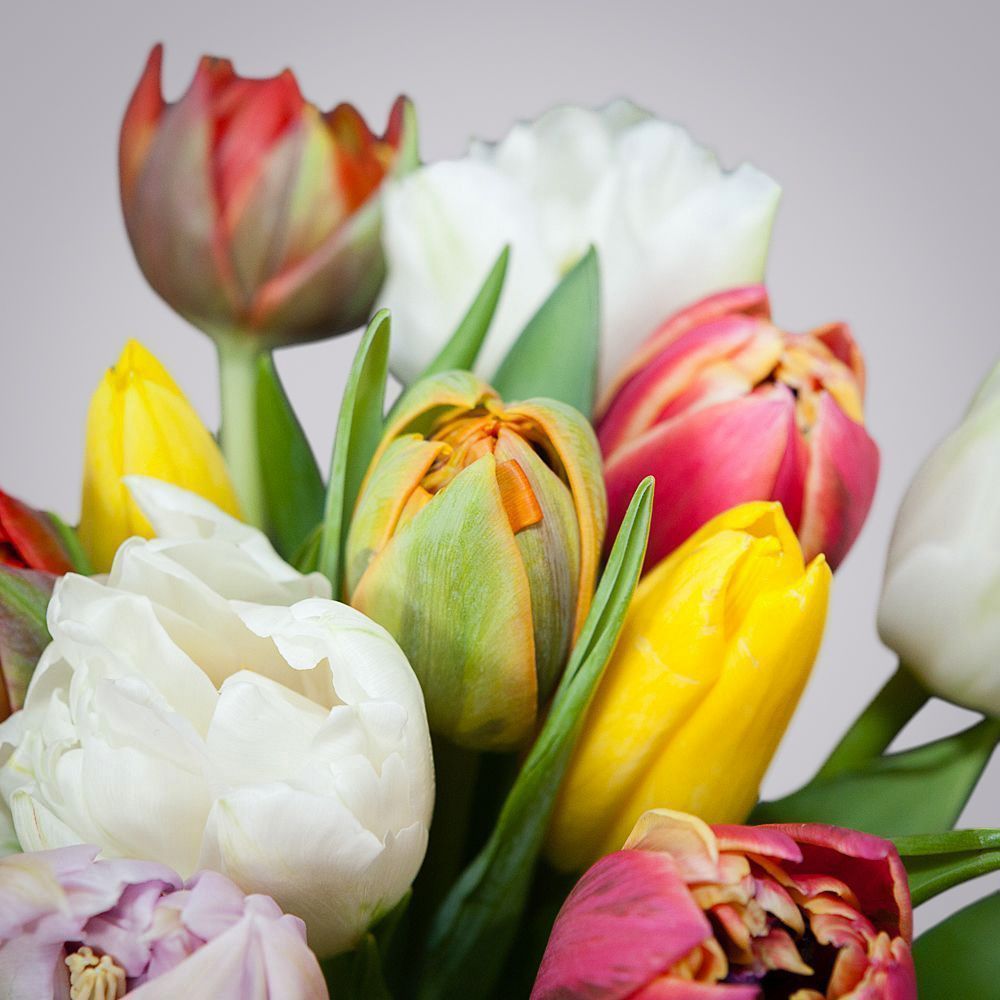 монобукет из 15 тюльпанов микс 