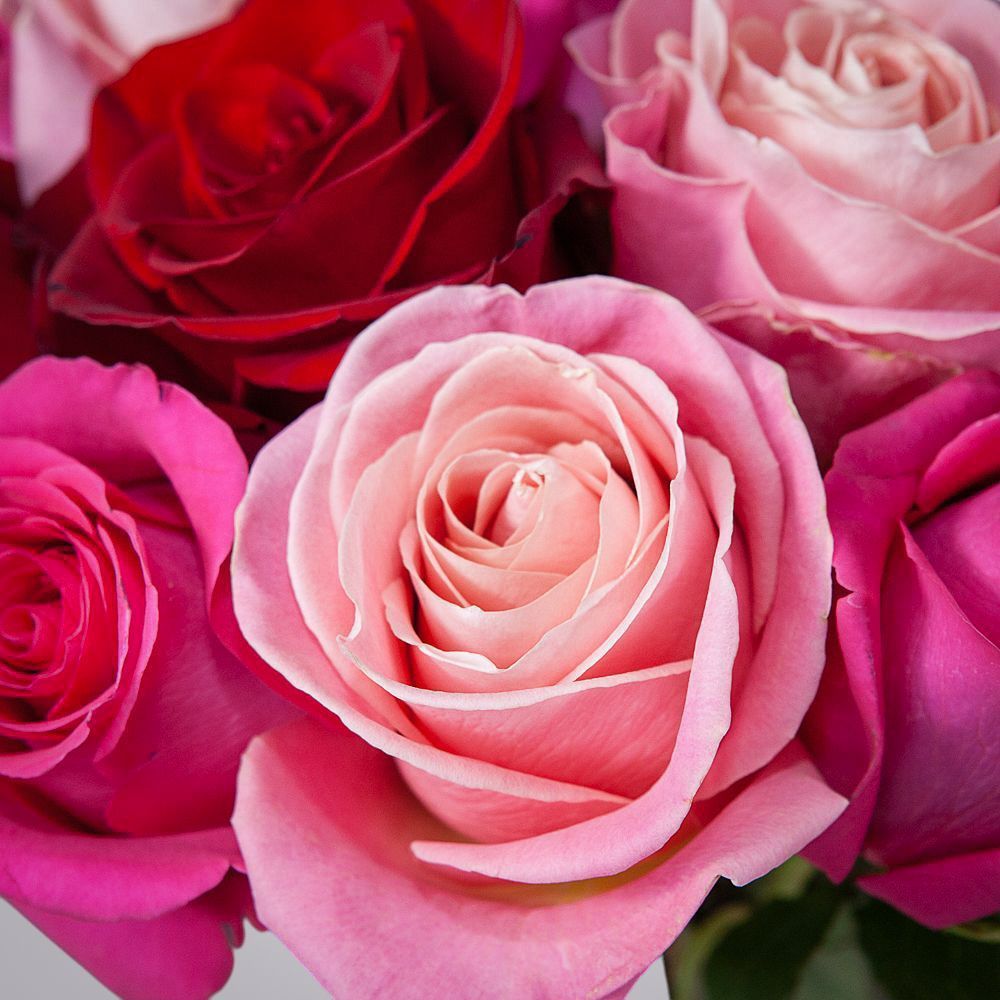 монобукет из 15 роз микс-6 под ленту 