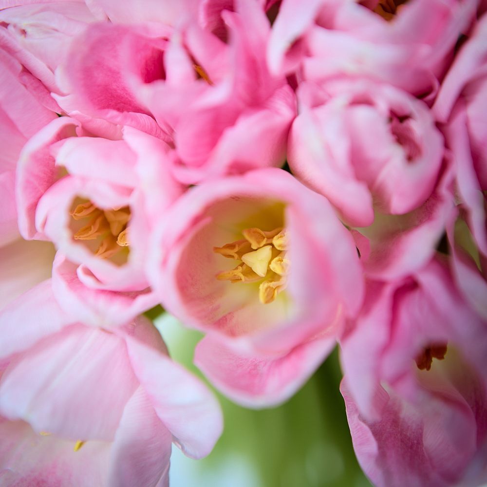 монобукет 101 розовый тюльпан под ленту  