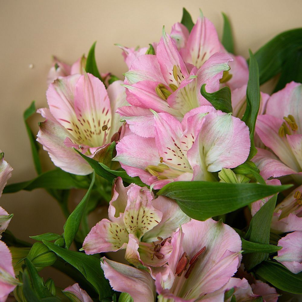 монобукет из 7 розовых альстромерий в упаковке 