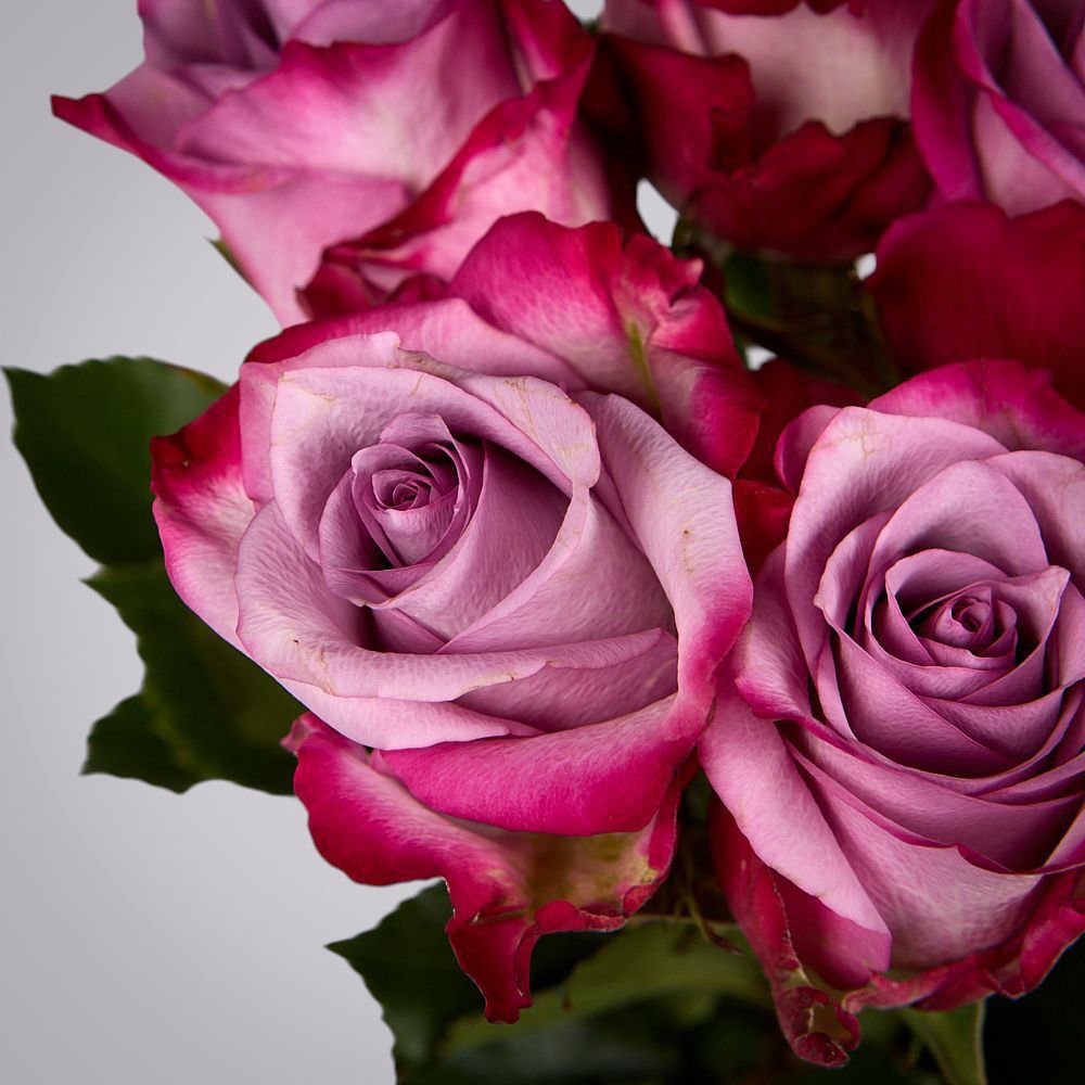 монобукет из 5 роз "deep purple" под ленту 