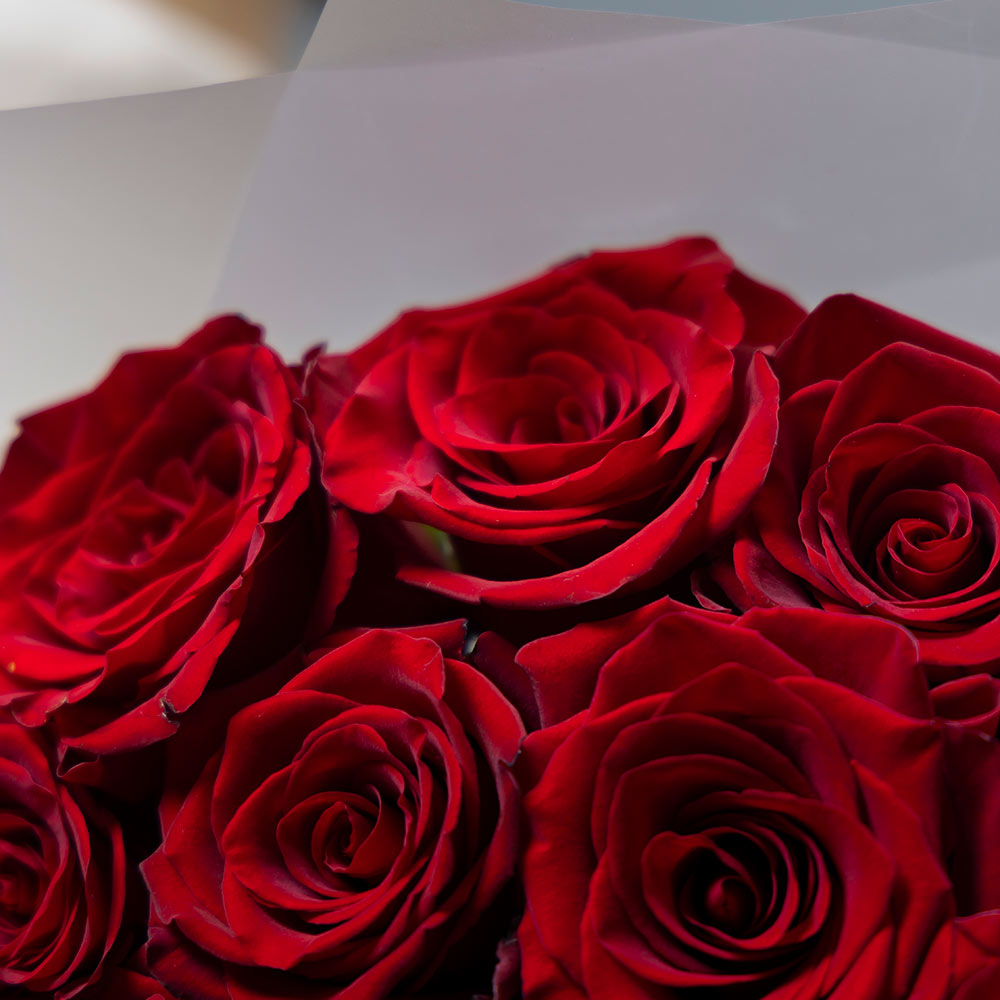 букет из 11 бордовых эквадорских роз 