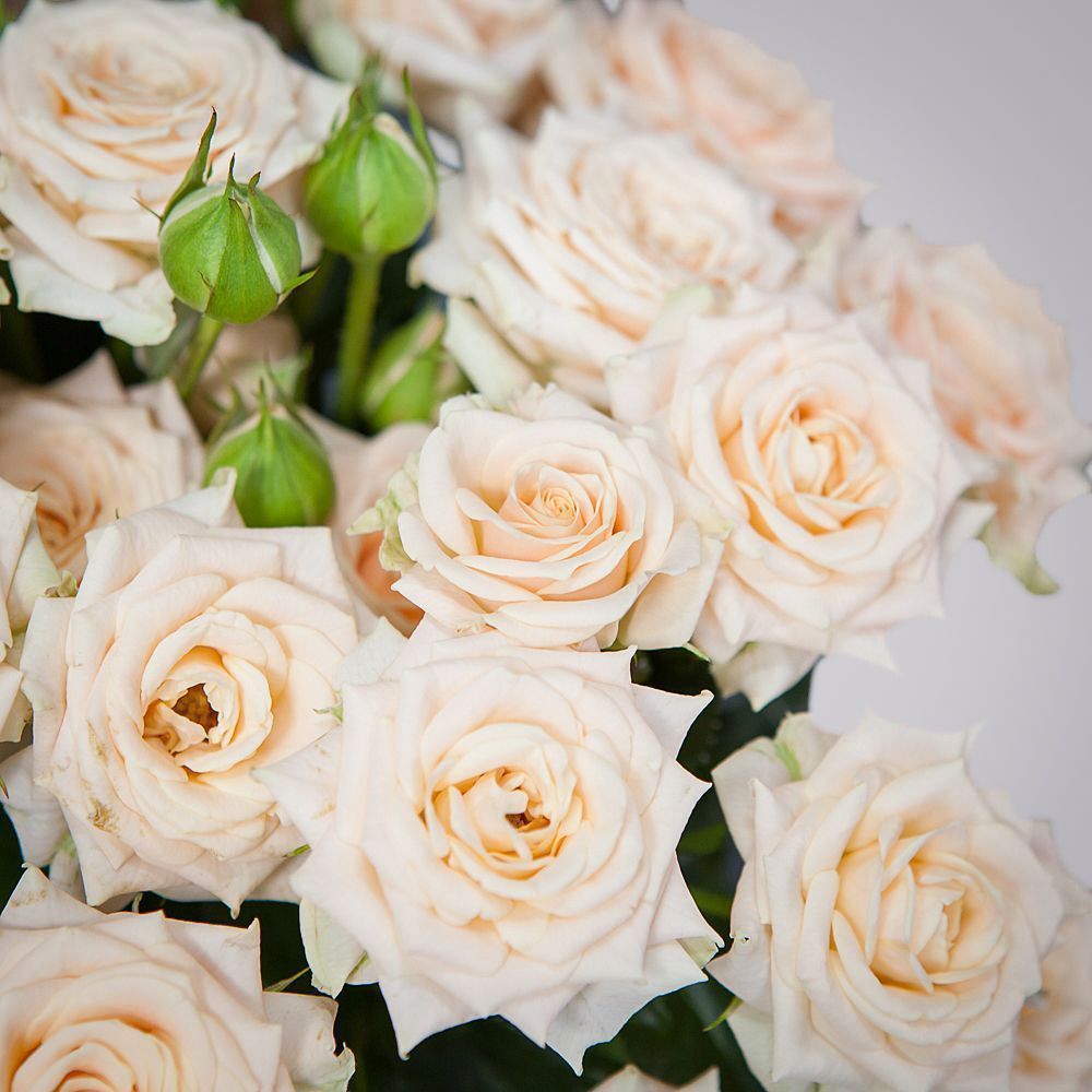 монобукет 7 роз "tanya" под ленту 