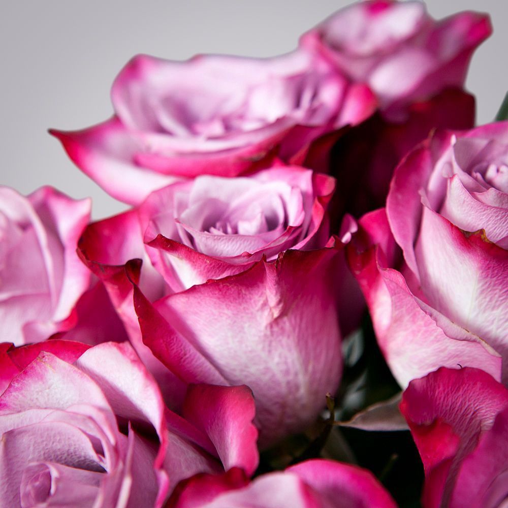 монобукет из 11 роз "deep purple" под ленту 