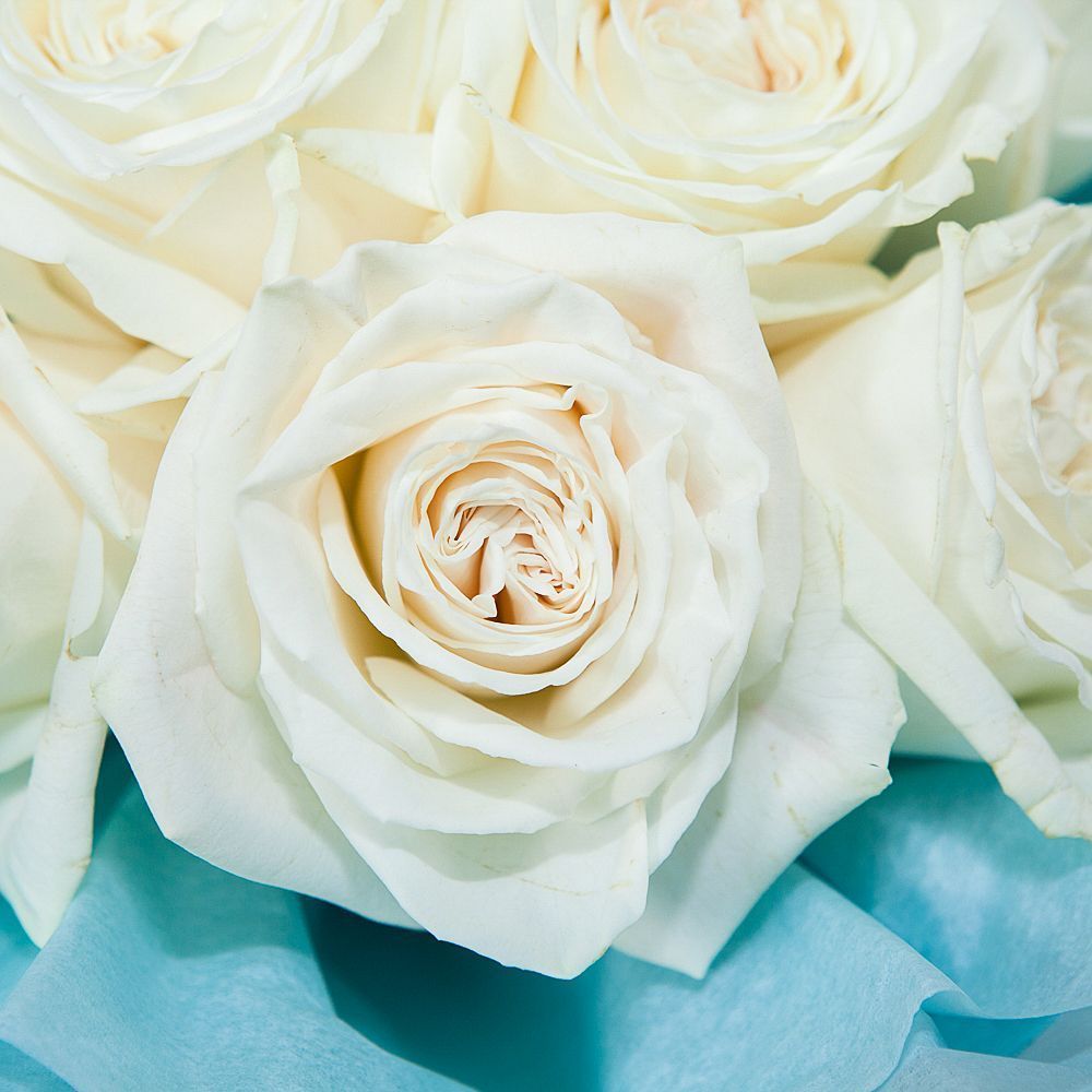 монобукет 9 пионовидных роз "playa blanca" в упаковке с тишью 