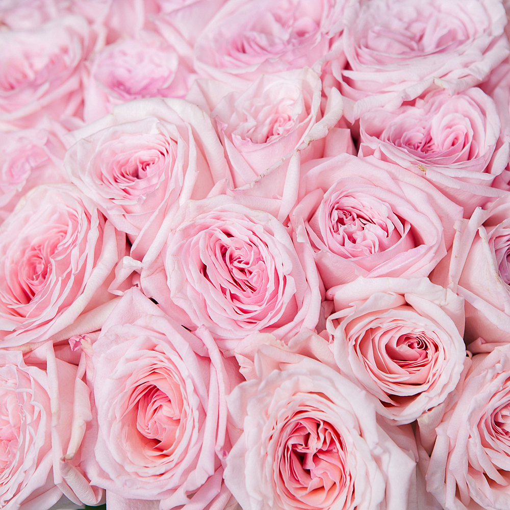 монобукет 51 роза «pink o'hara» 