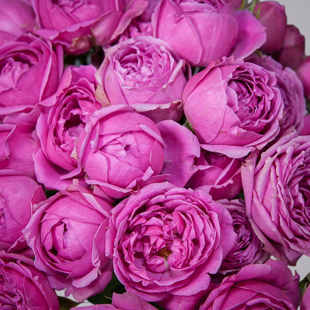 монобукет 9 кустовых роз misty bubbles под ленту 