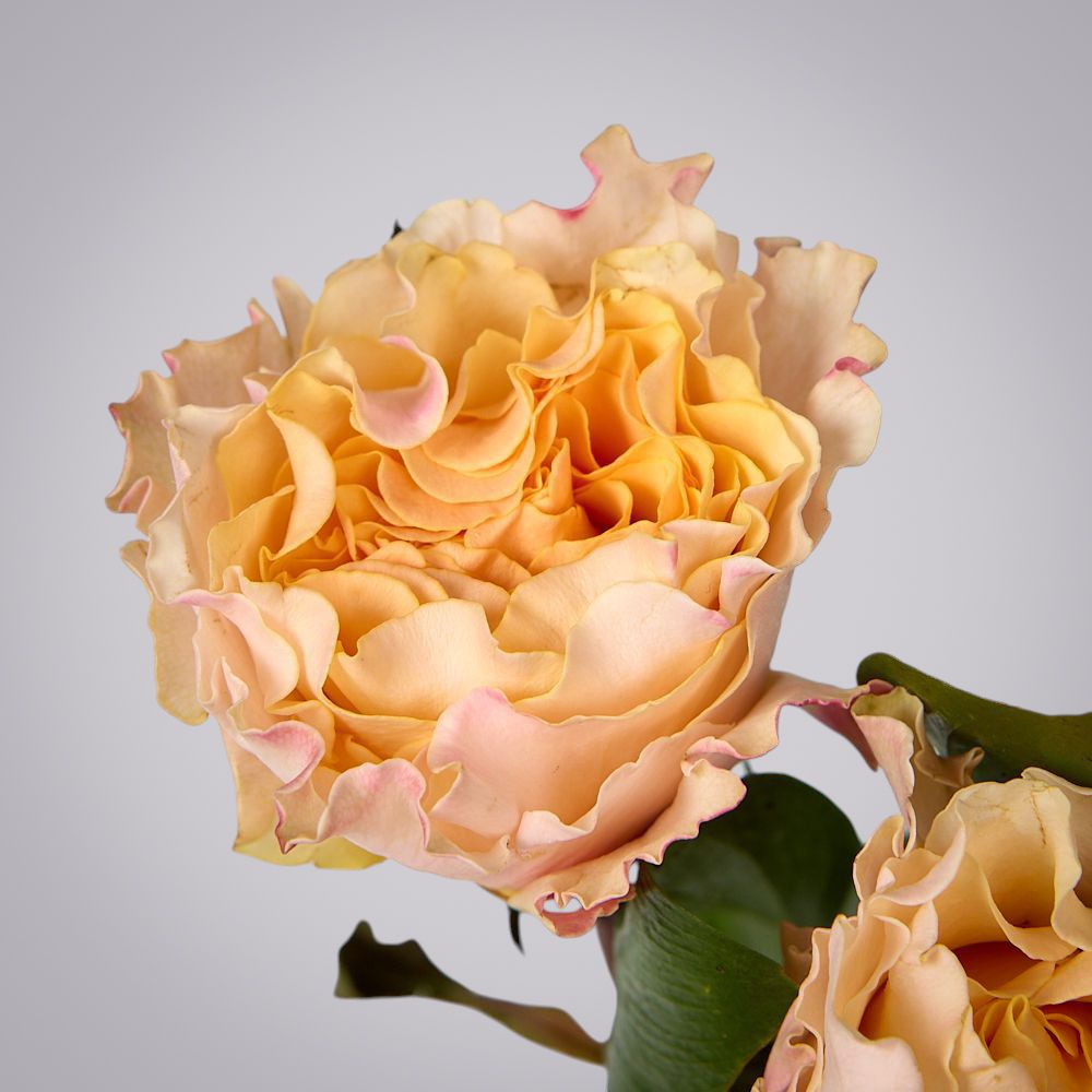 роза campanella 3ст 