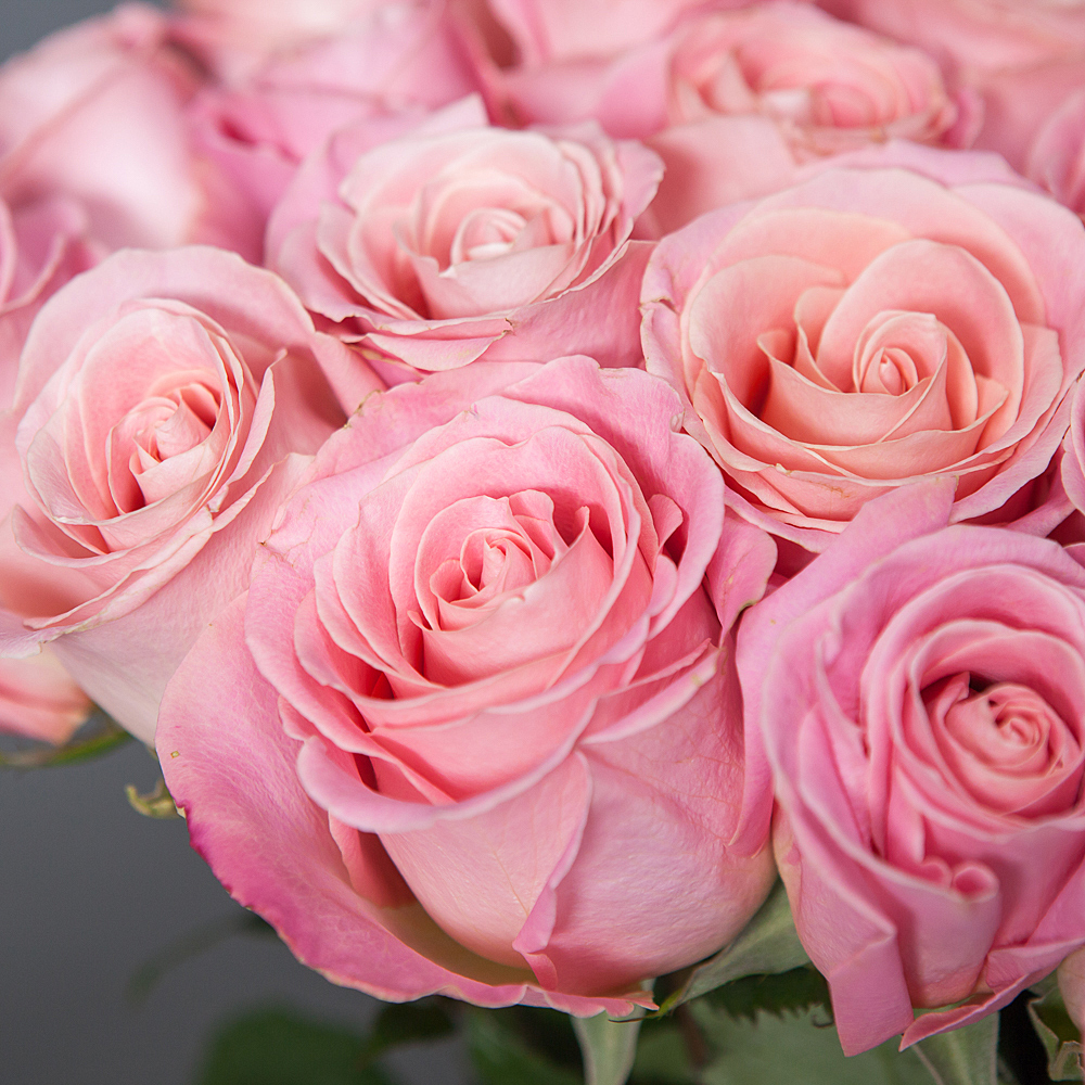 монобукет 25 роз «hermosa» 
