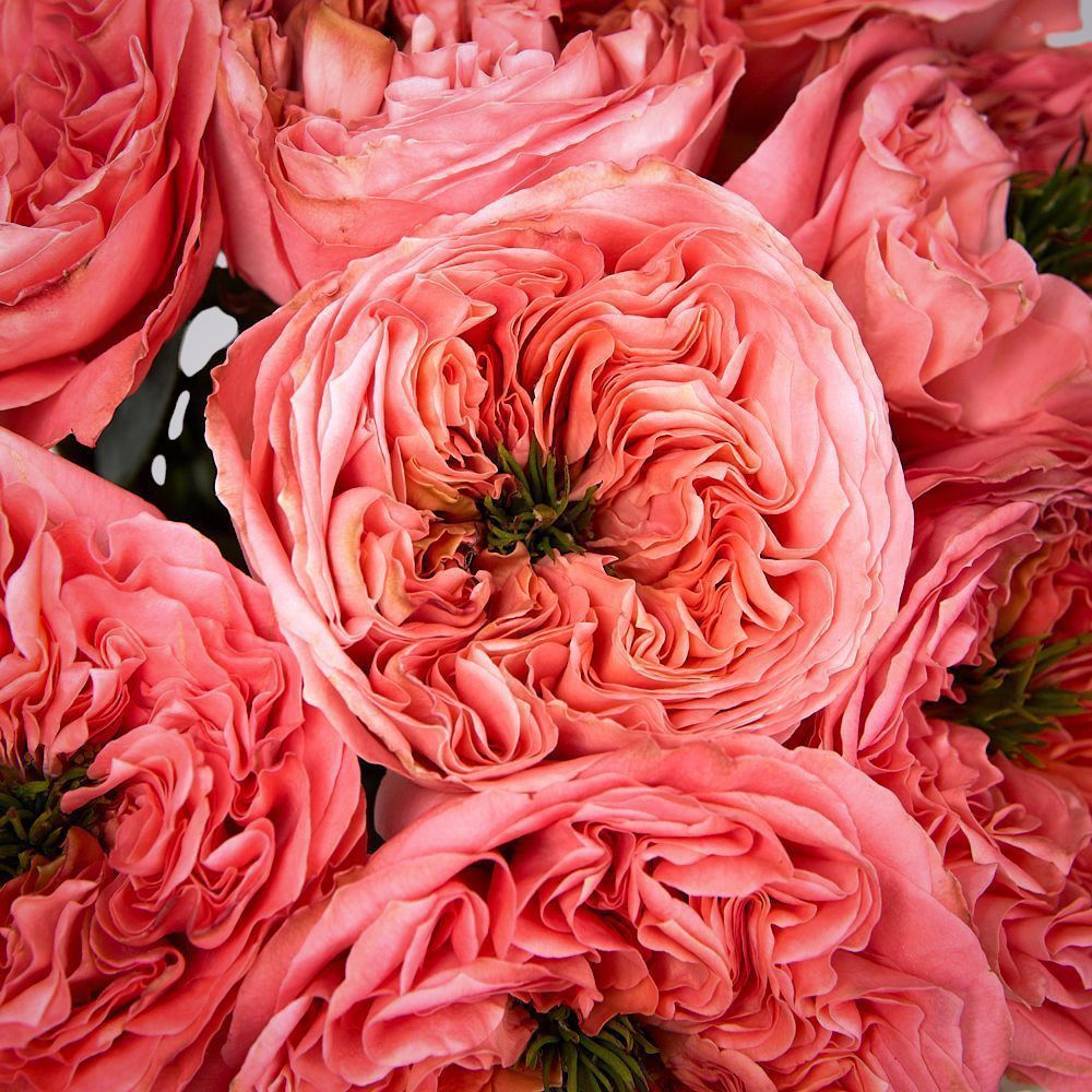 монобукет 7 пионовидных роз "mandarin x-pression" под ленту 