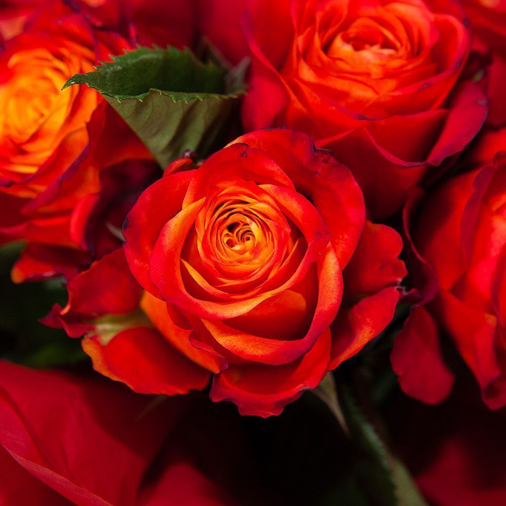 монобукет 9 роз "atomic" в упаковке с тишью 