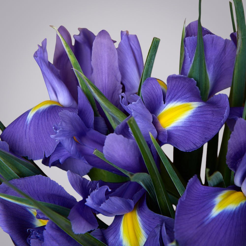 монобукет из 9 синих ирисов в упаковке 