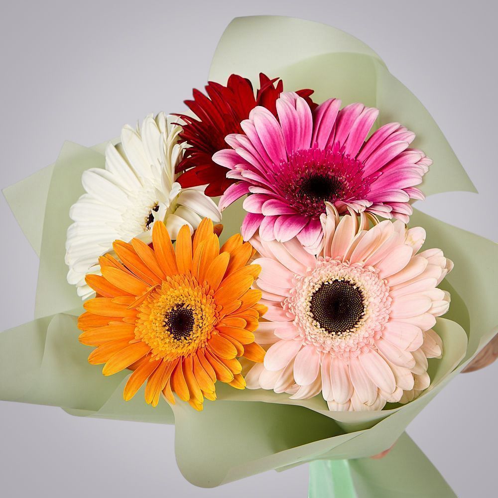 монобукет из 5 гербер микс в упаковке 