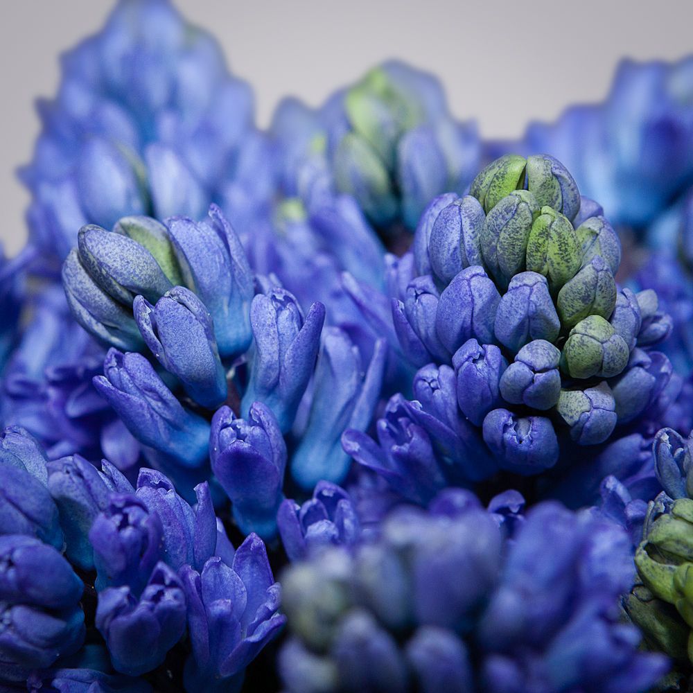 монобукет из 15 синих гиацинтов 