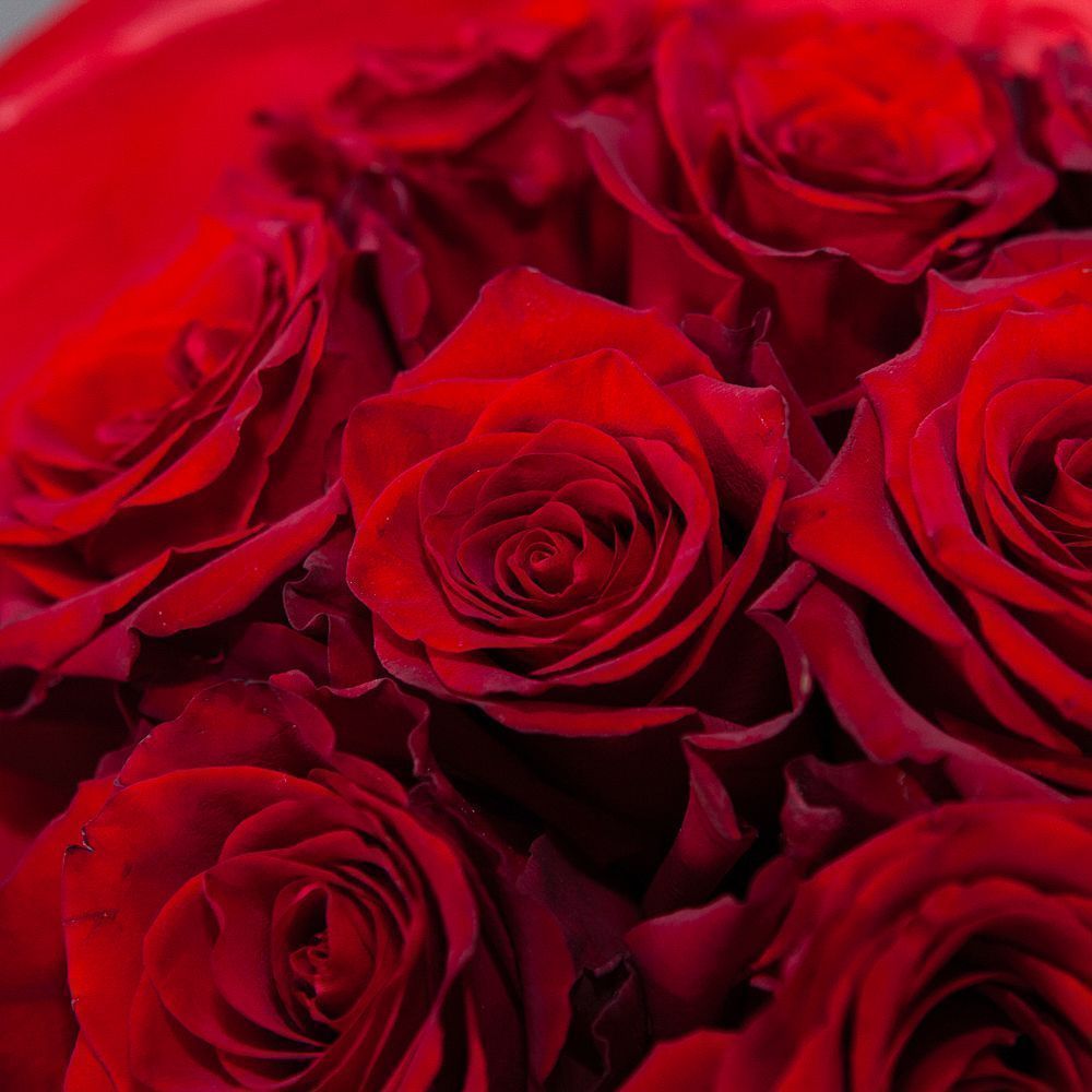 монобукет 9 роз "explorer" в упаковке с тишью 