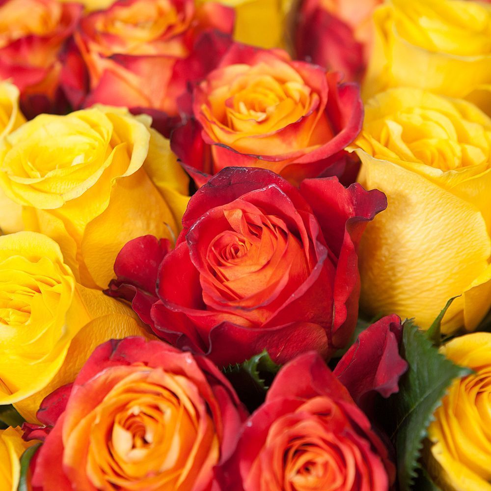 монобукет 51 роза микс-4 под ленту 