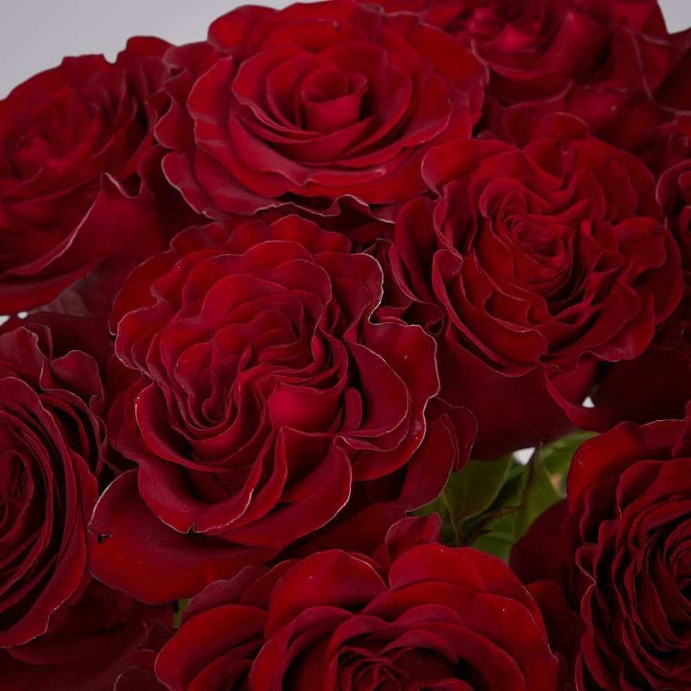 монобукет 9 пионовидных роз "hearts" под ленту 