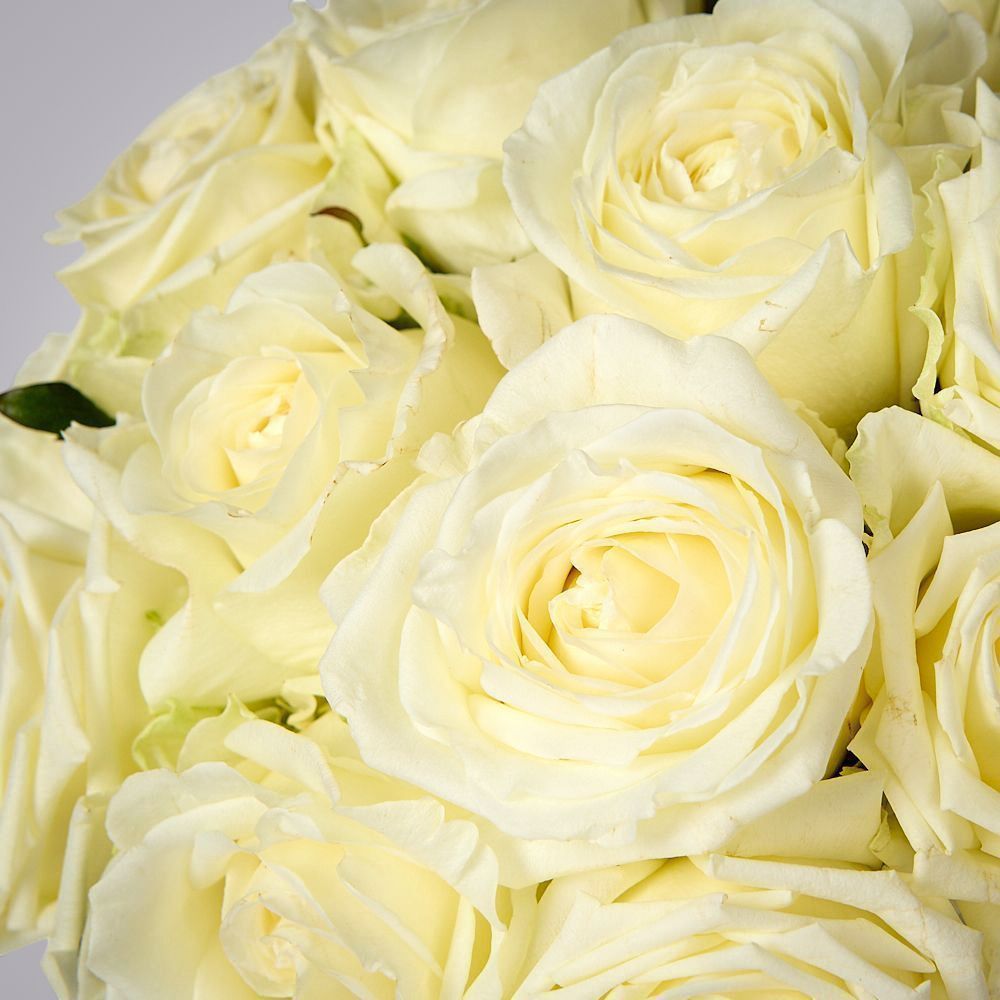 монобукет из 15 белых роз россия под ленту 