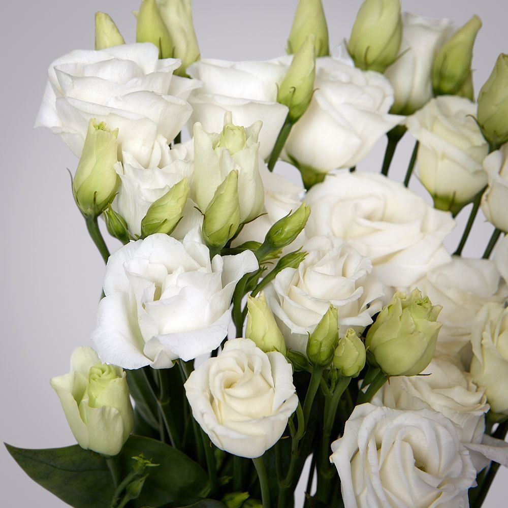 монобукет из 5 белых лизиантусов под ленту 