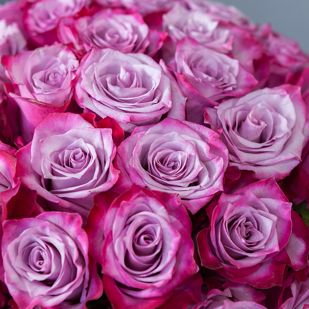монобукет 51 роза «deep purple» под ленту 