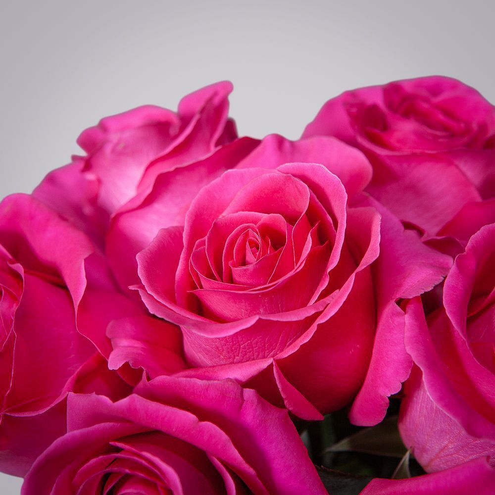 монобукет 9 роз "pink floyd" под ленту 