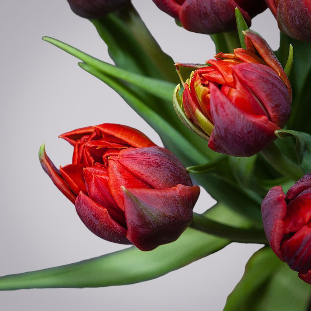 монобукет из 15 алых тюльпанов 