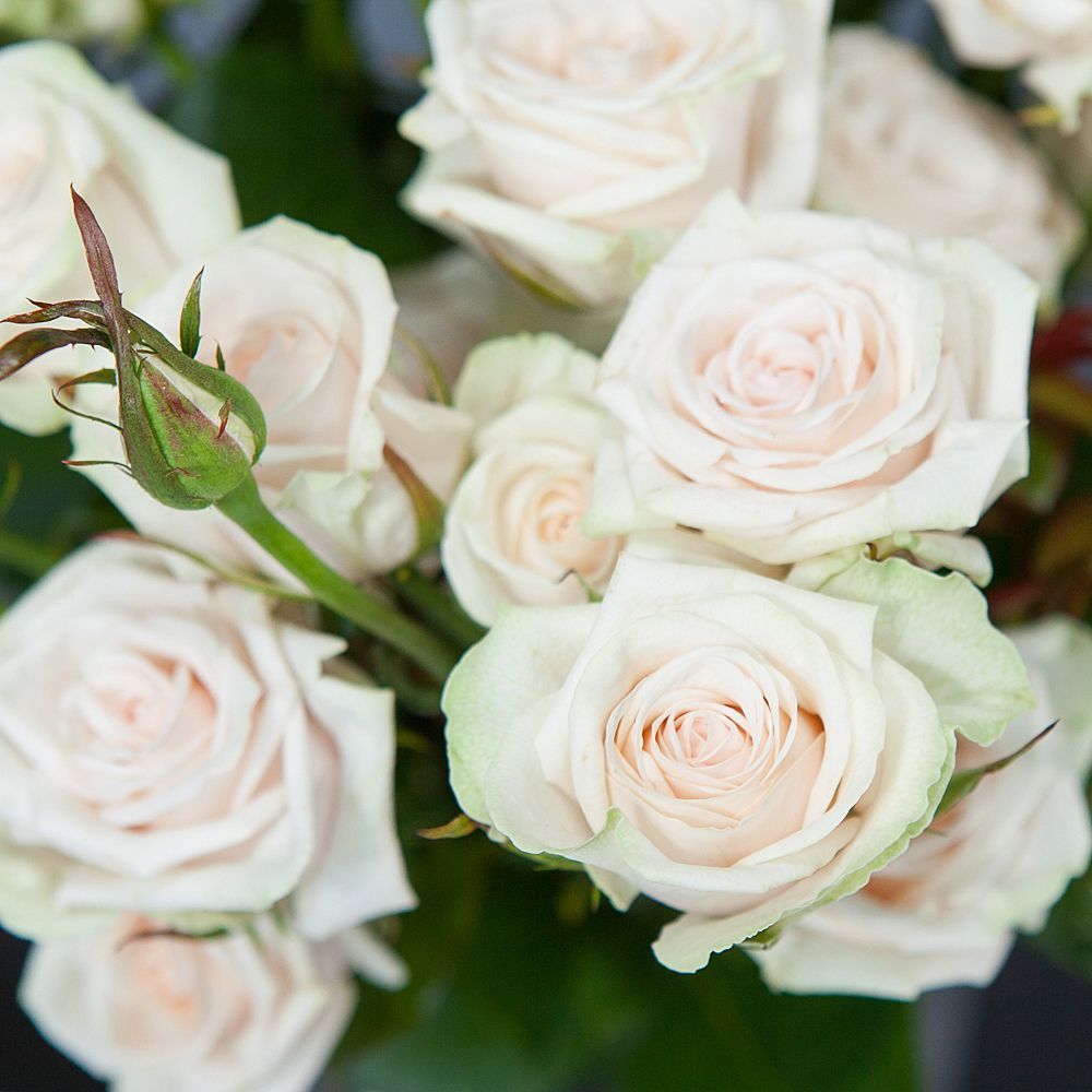 монобукет 9 роз "porcelaine" под ленту 