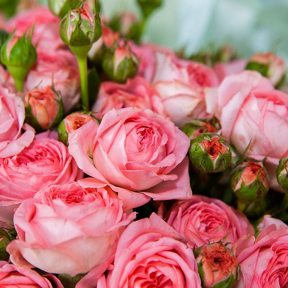 монобукет 9 кустовых роз "femke" №2  в упаковке 