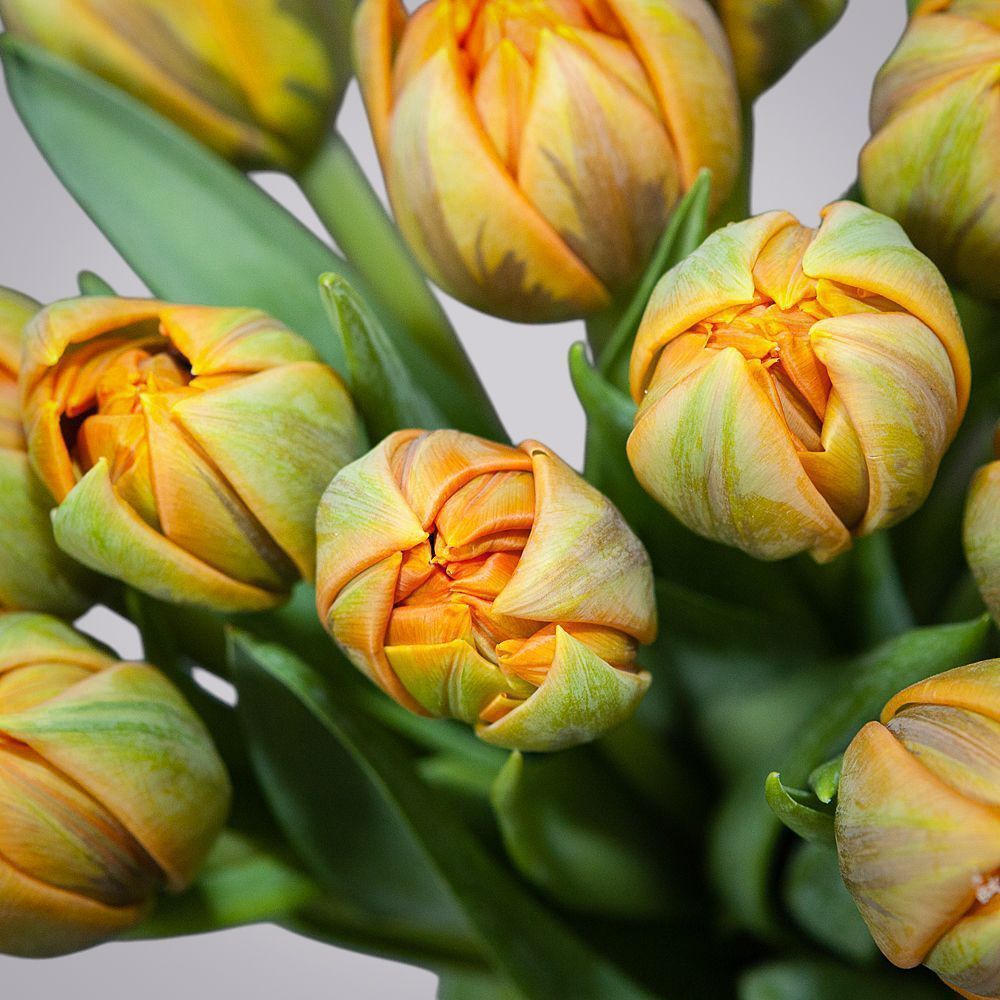 монобукет из 19 оранжевых тюльпанов 