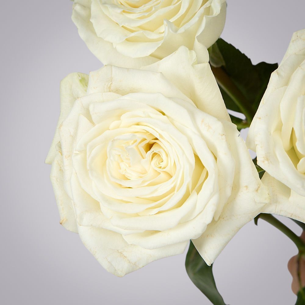 роза playa blanca 3ст 