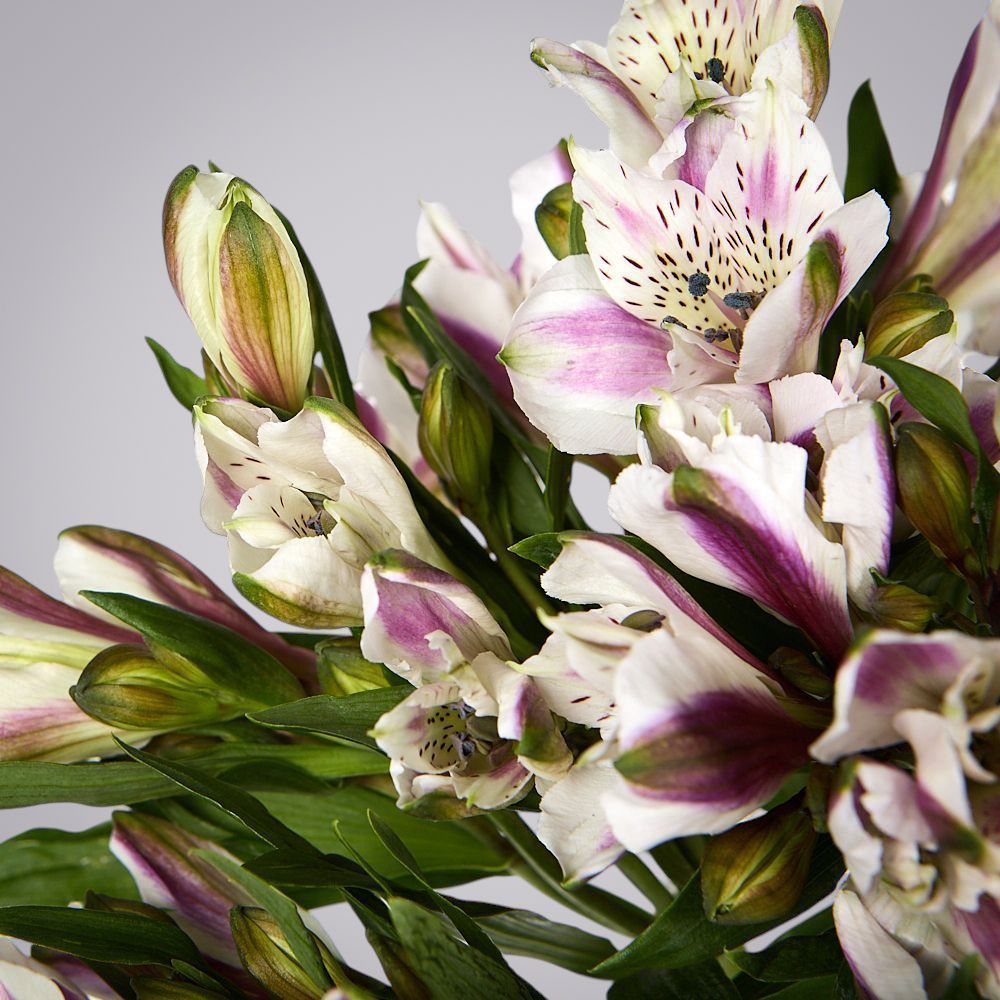 монобукет из 5 альстромерий под ленту  