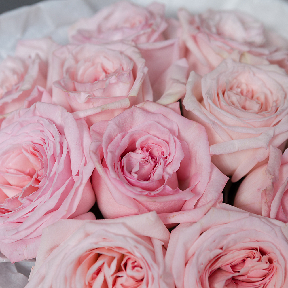 монобукет 11 роз "pink o`hara" в упаковке с тишью 