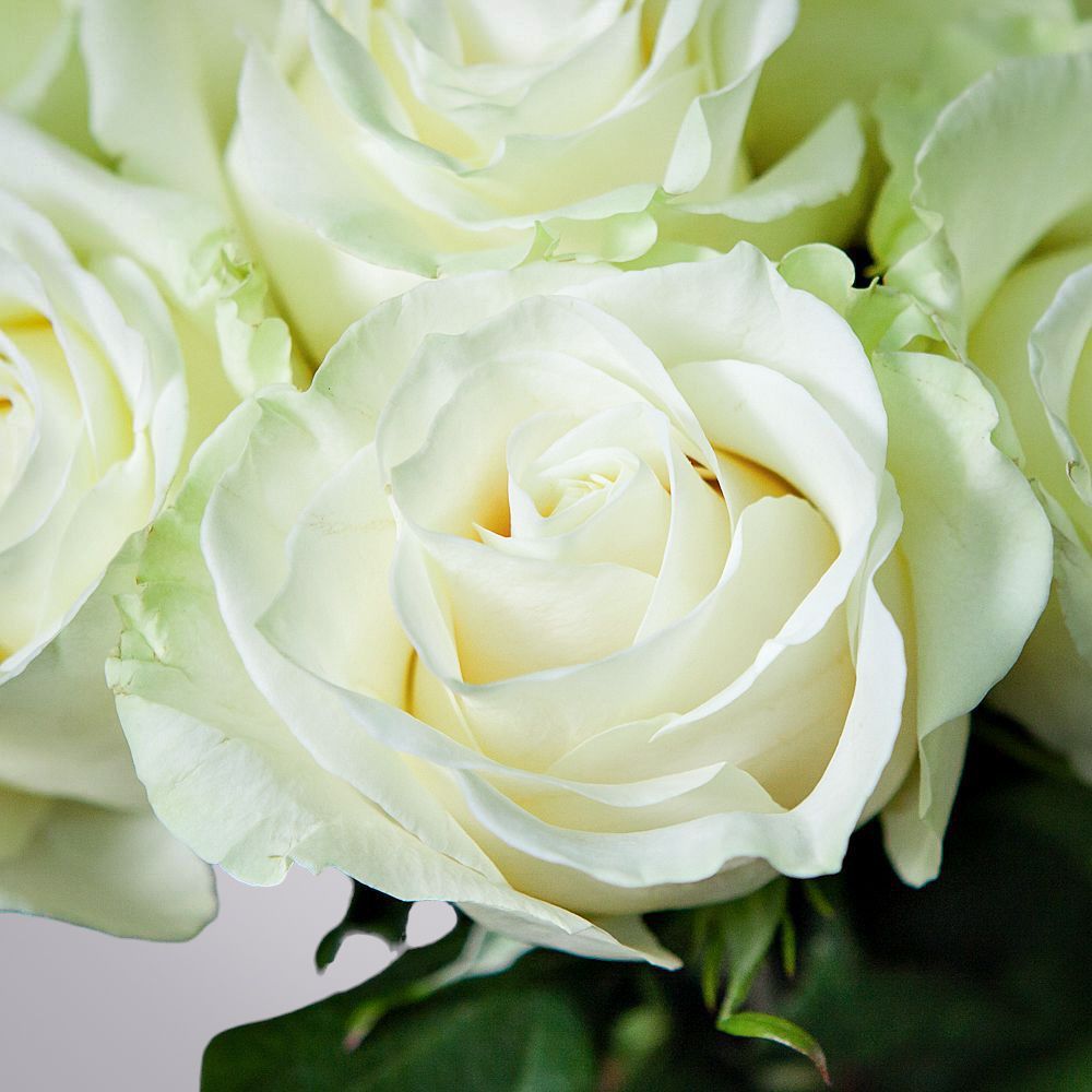 монобукет 11 роз mondial под ленту 