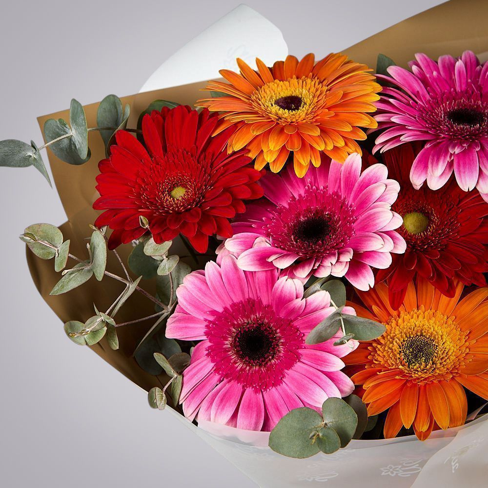 монобукет из 9 гербер с эвкалиптом  