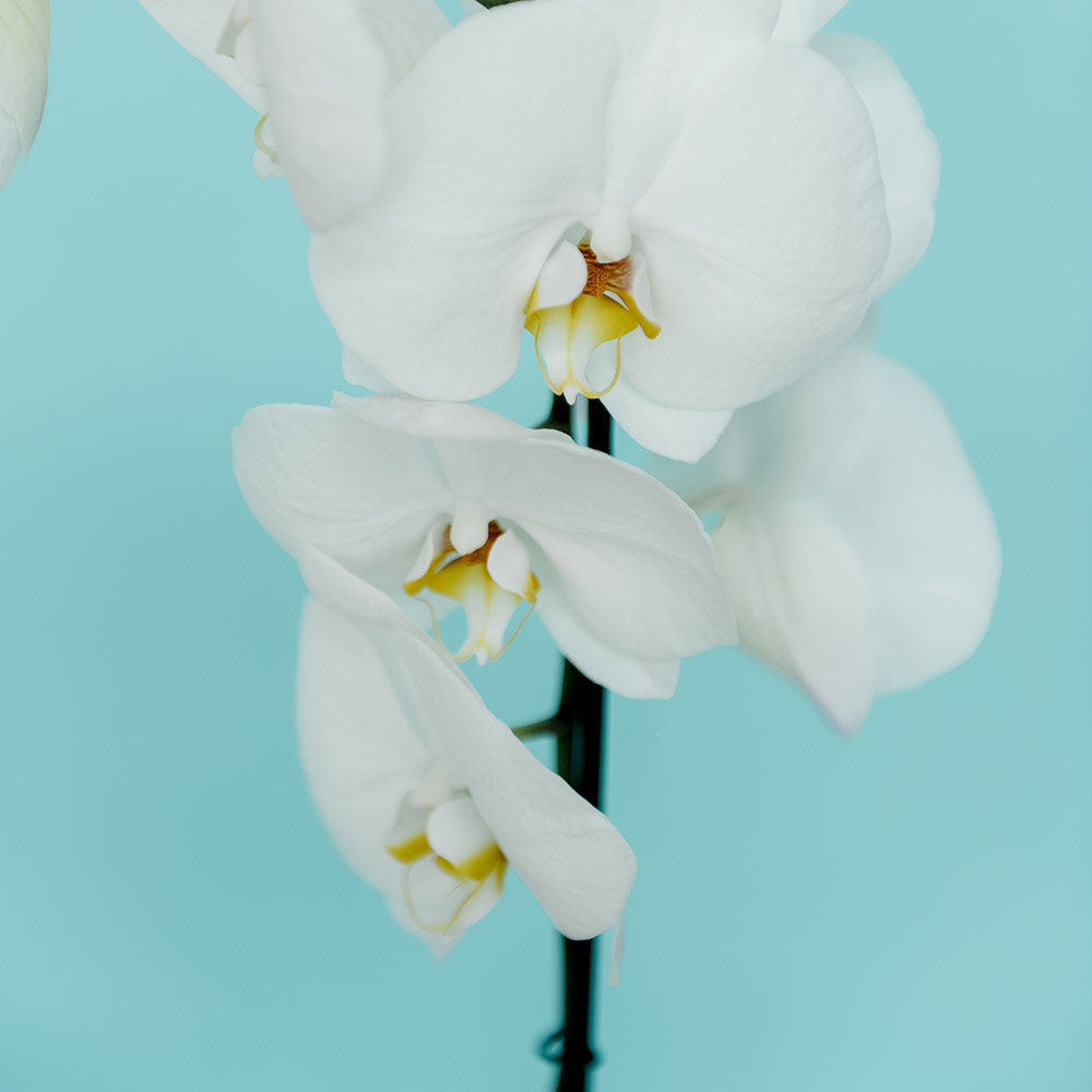 Орхидея Phalaenopsis Extra "Alabaster"