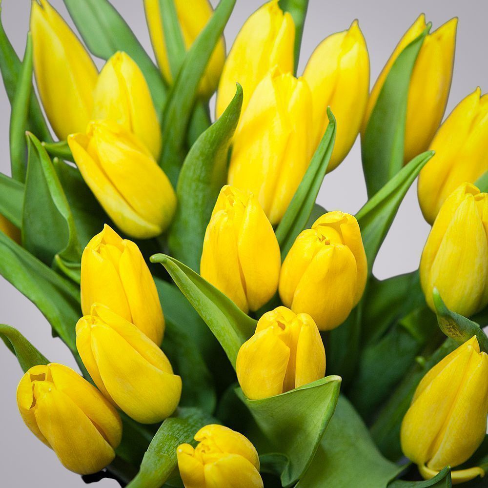 монобукет из 19 желтых тюльпанов 
