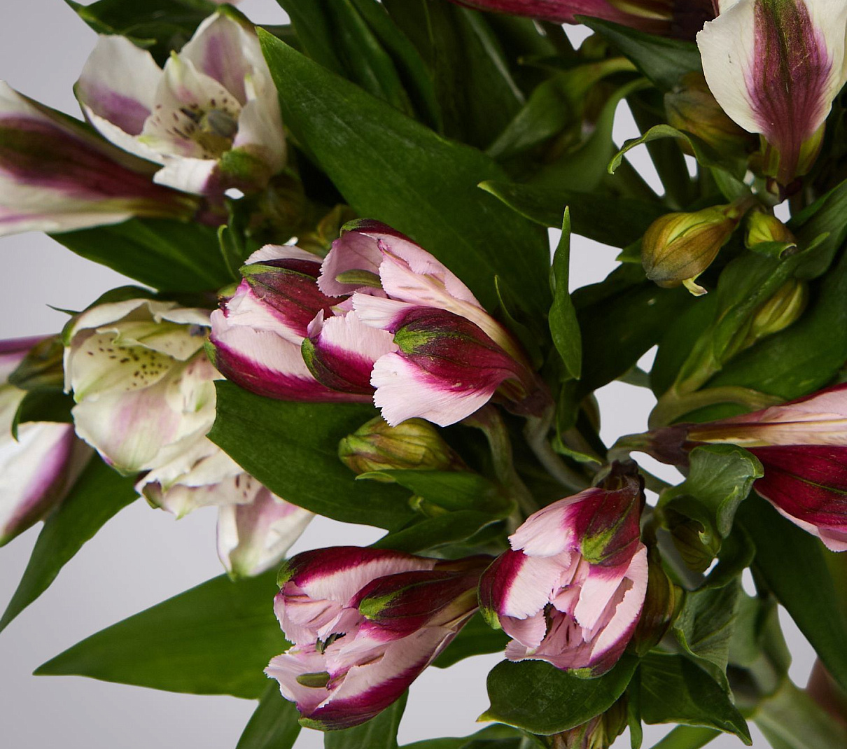 монобукет из 5 альстромерий микс под ленту 