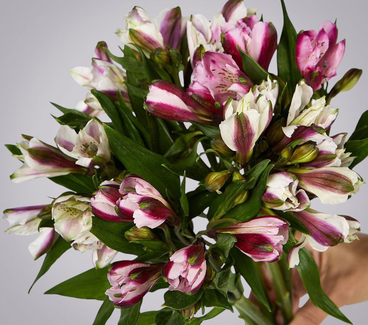 монобукет из 5 альстромерий микс под ленту 