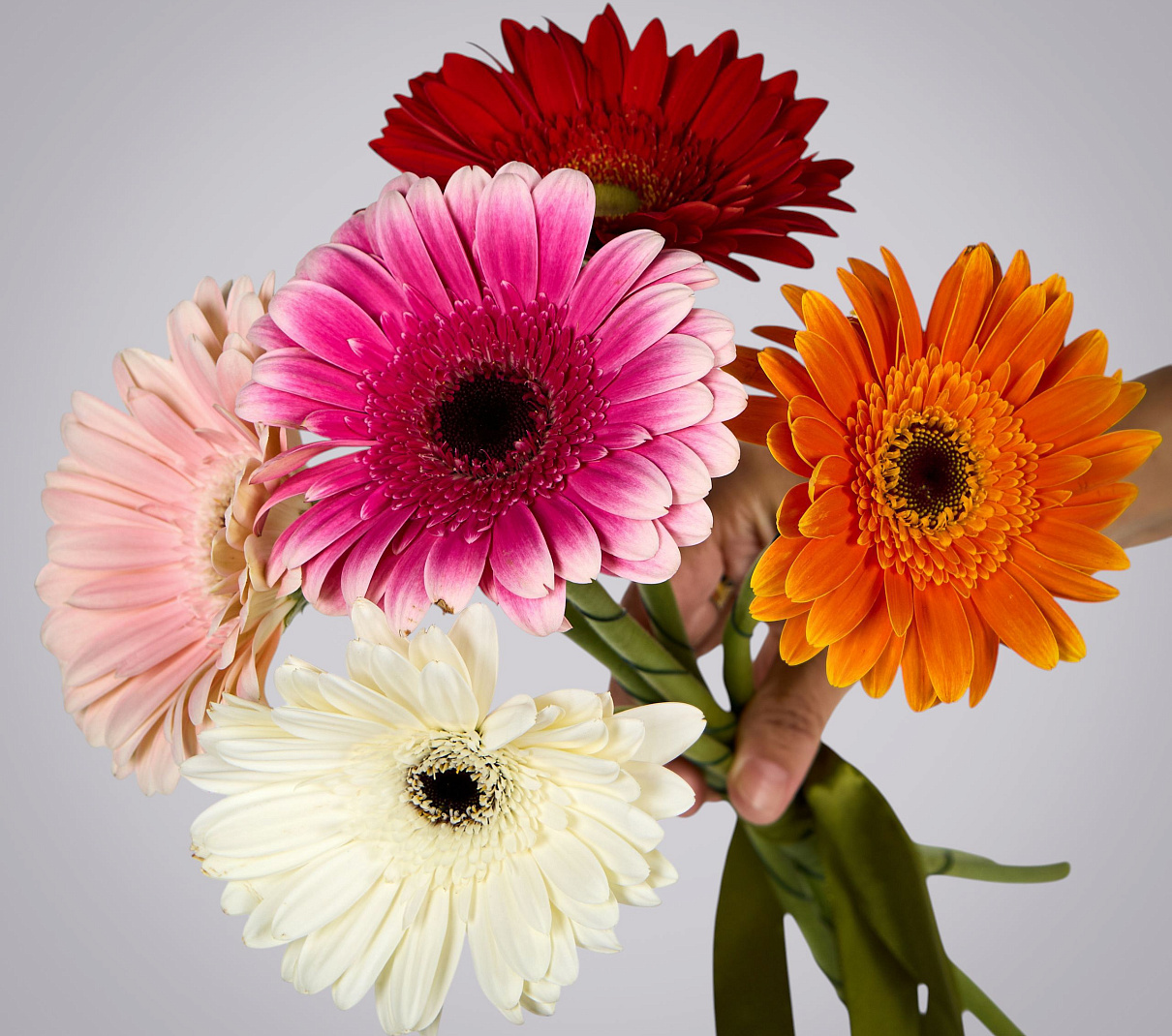 монобукет из 5 гербер микс 