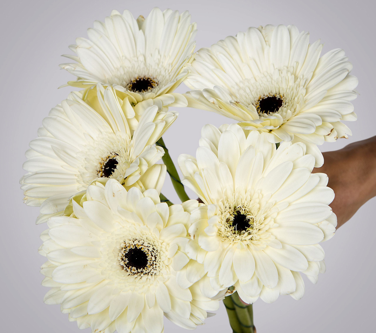 монобукет из 5 белых гербер под ленту  