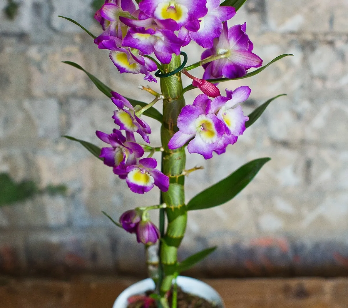 Орхидеи - импорт в Россию