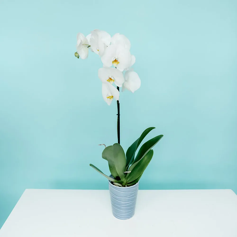 Какие бывают орхидеи?